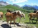 DOLOMITI2009 (105)